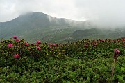 26 Dal Passo di Lemma rododendri con vista in Pizzo Scala